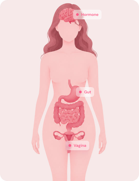 Hormone, gut and vaginal microbiome diagram